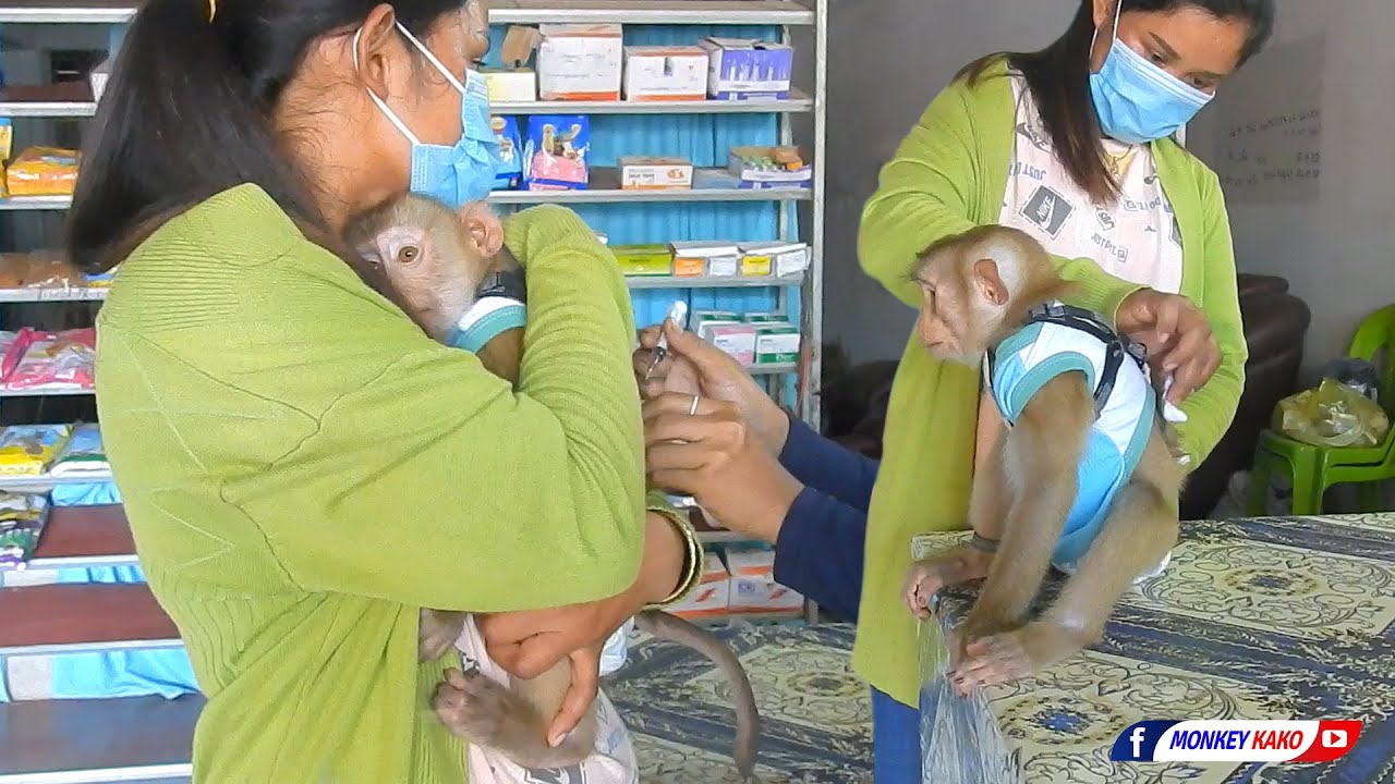 Adorable Baby KAKO Meeting Vet For Drug Injection Parasites Week 2