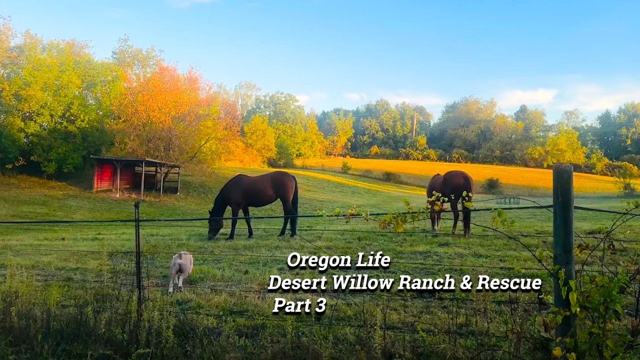 Oregon Life: Desert Willow Ranch & Rescue Part 3 02-15-2026
