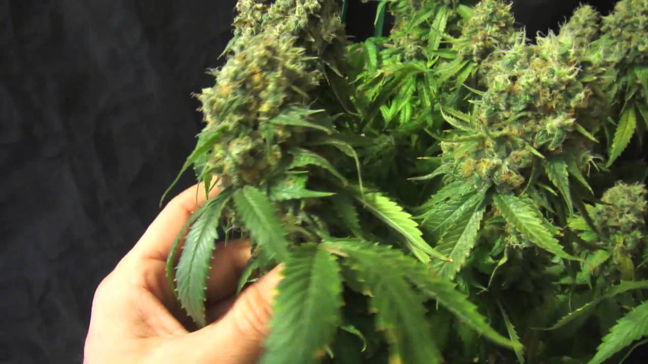 Pro-Grow 260X LED grow light - California Hash Plant - pt. 5