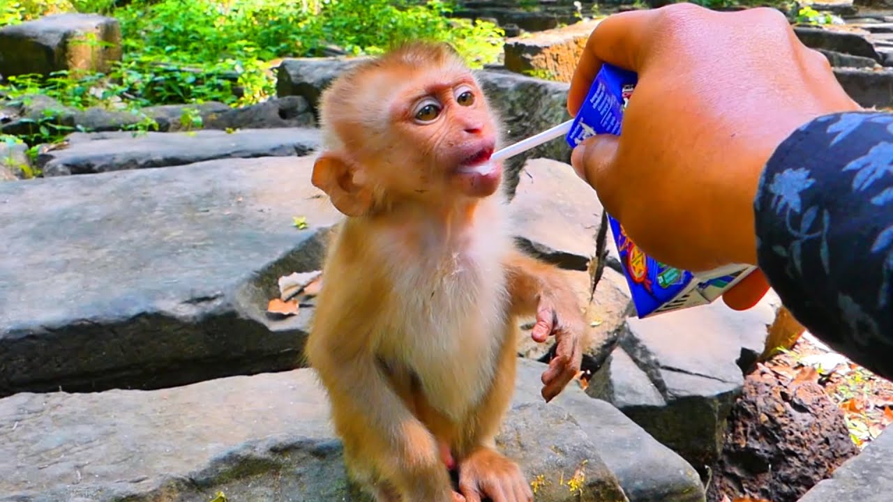 Poor orphan. Newton is hungry, and he is trying to adapt and learn to live with other monkeys. 🩷🍼🐒