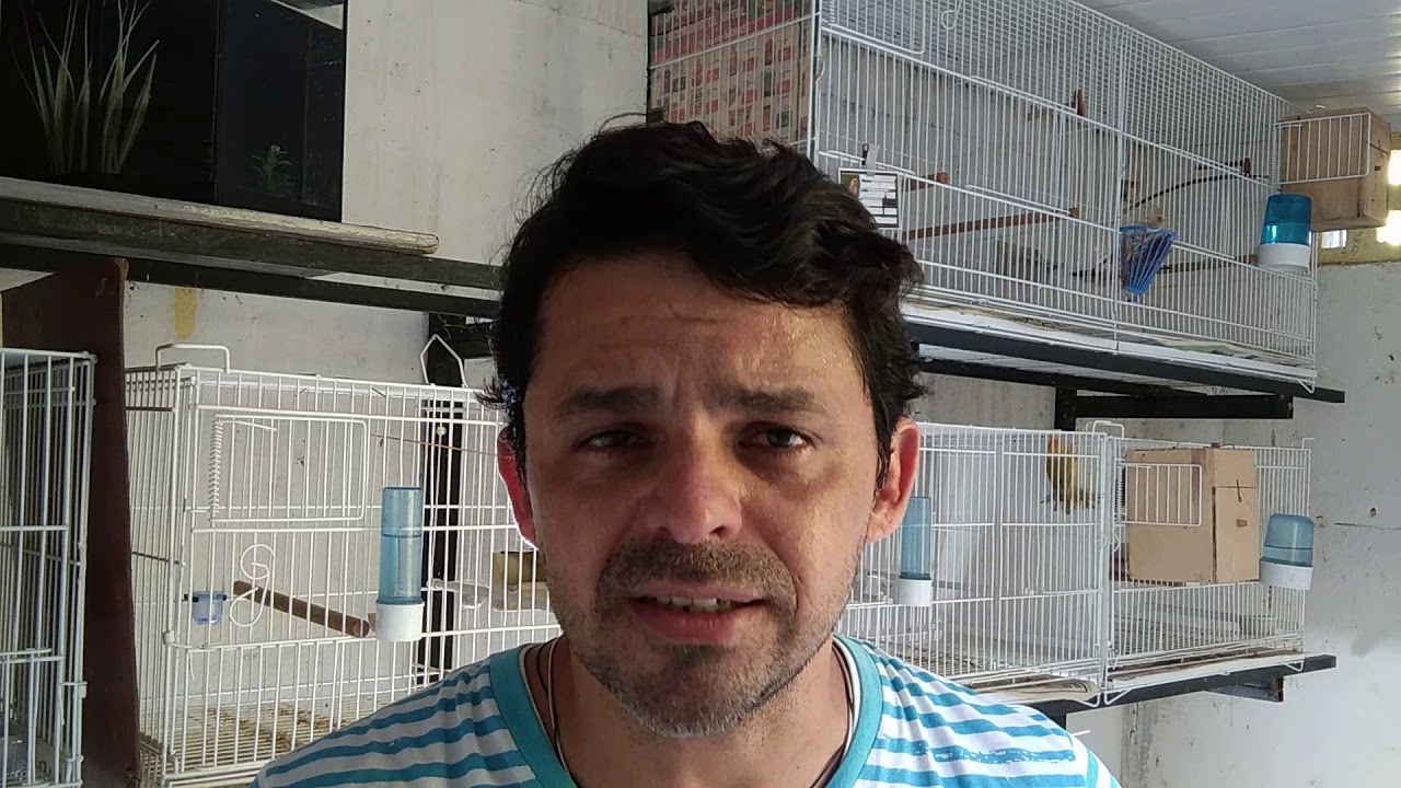 Manejo e Reprodução de Canários da Terra - Fêmea não Choca os Ovos
