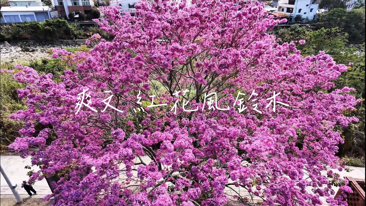 爽文 紅花風鈴木￼