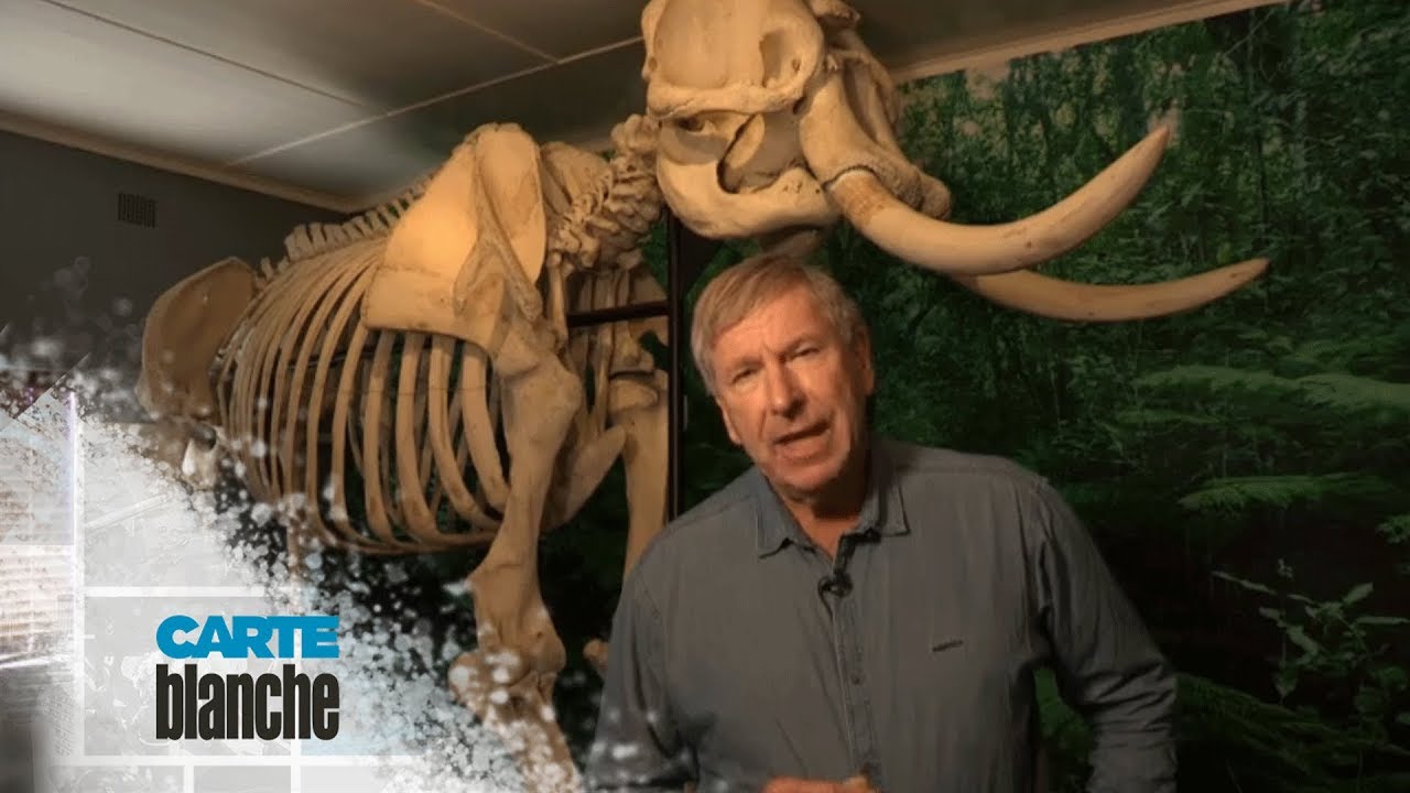 [FROM THE ARCHIVES] The last Knysna elephant | Carte Blanche | M-Net