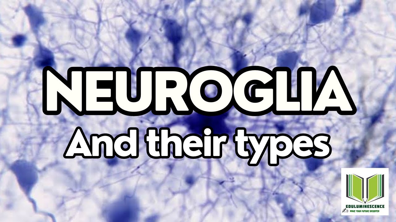 Neuroglia and their types in hindi | Eduluminescence