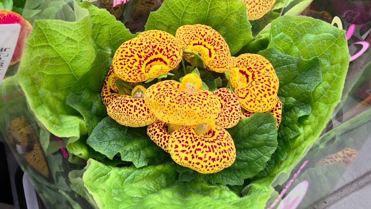 겨울속에 핀 화사한꽂들