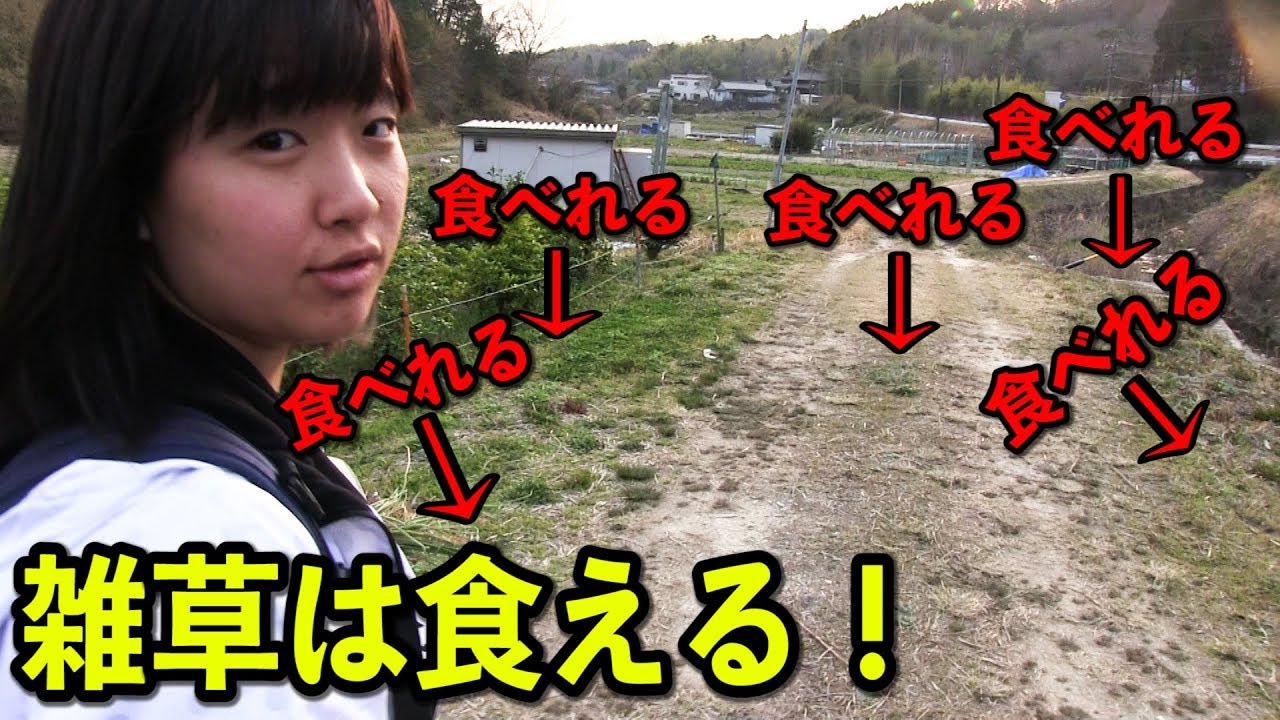 【究極の節約】道端の雑草が食べれるようになる動画
