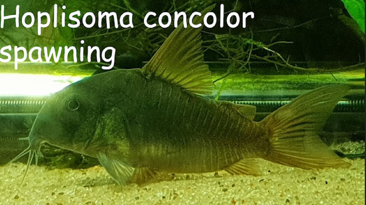 Hoplisoma concolor spawning, water parameters included