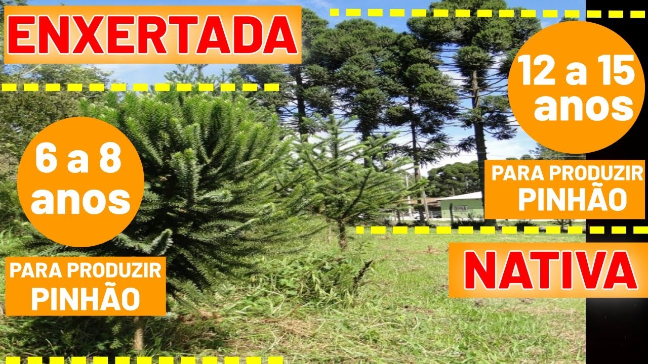 Colheita do pinhão: NOVA TÉCNICA promete reduzir riscos e aumentar produção