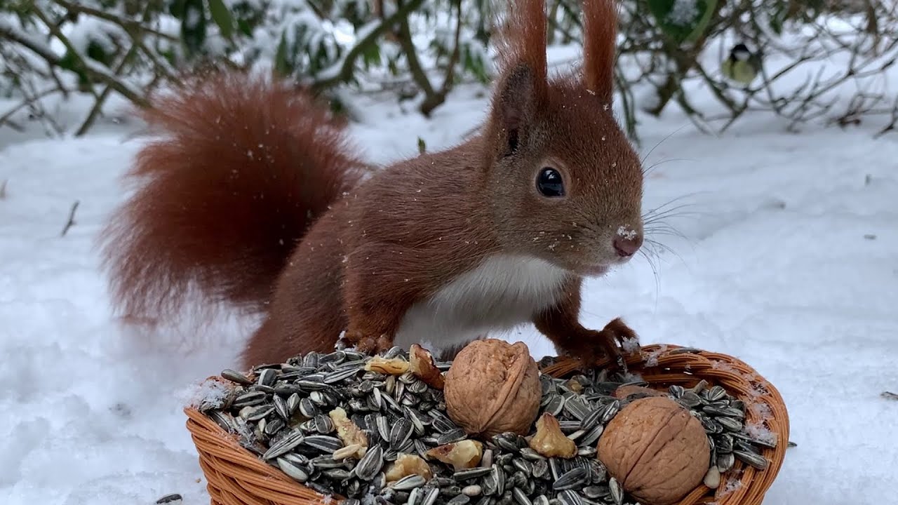 Eichhörnchen Entertainment - Dauerfrost | Squirrel Entertainment - Permafrost