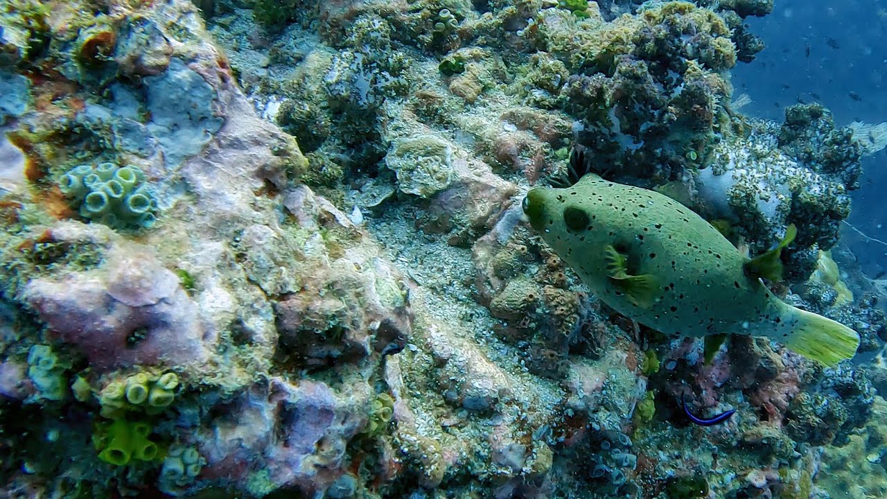 Similan / Surin Islands - January 2025