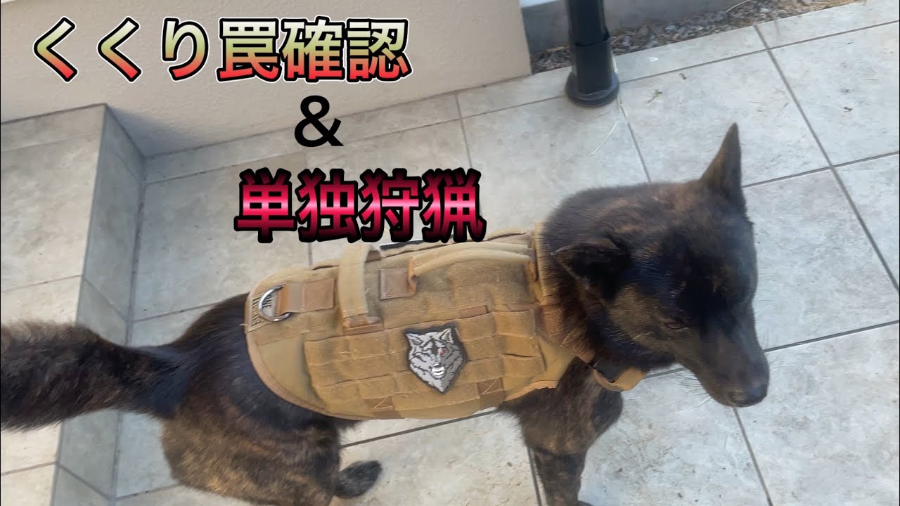【くくり罠確認&単独狩猟】