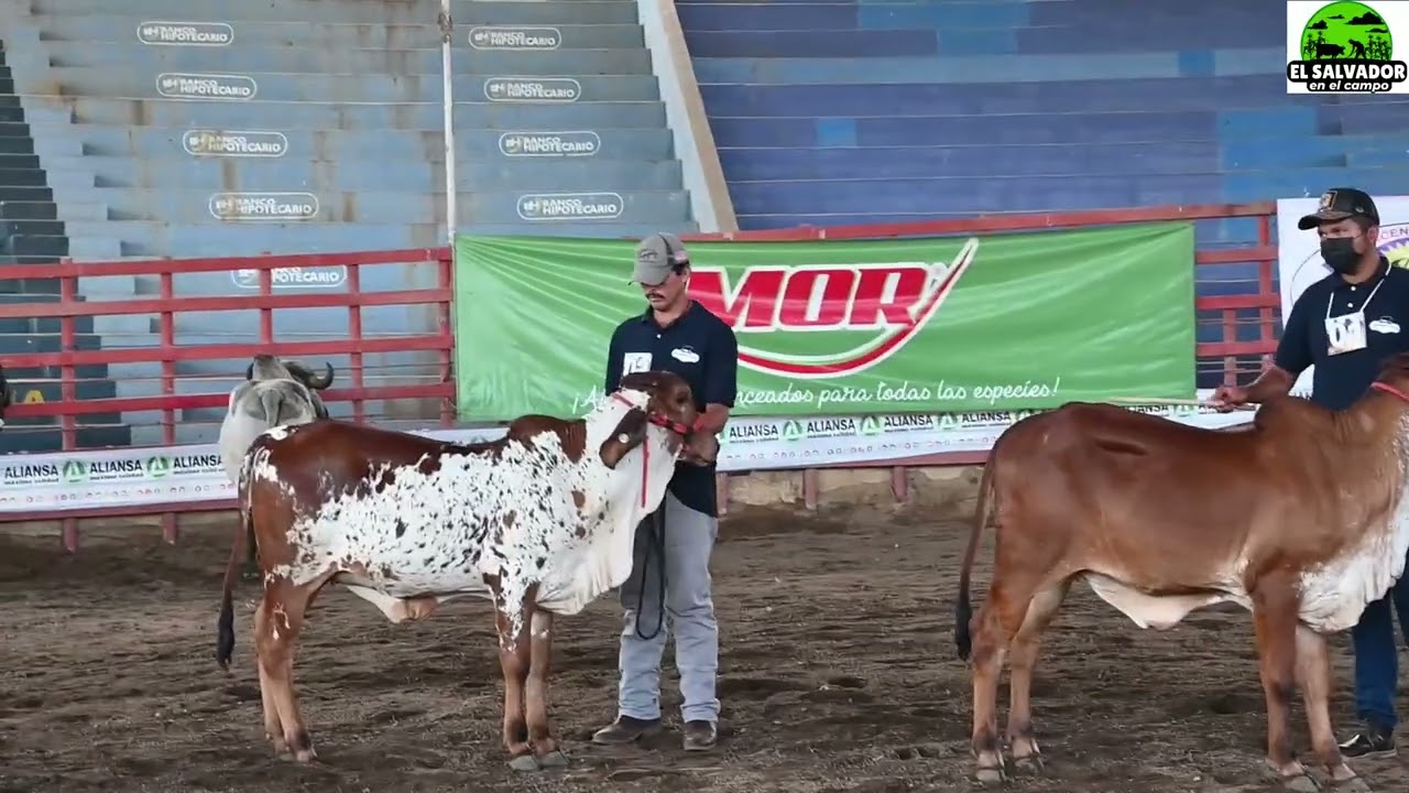 Toretes Gyr Puro Competencia Feria Ganadera-El Salvador en el Campo