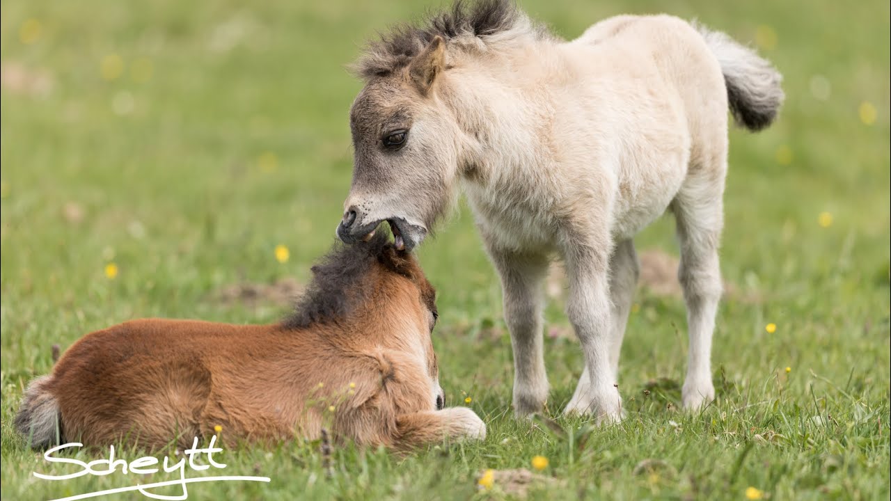 Fohlen Emmi sabotiert den Hufschmied 😱 #Mini Horse