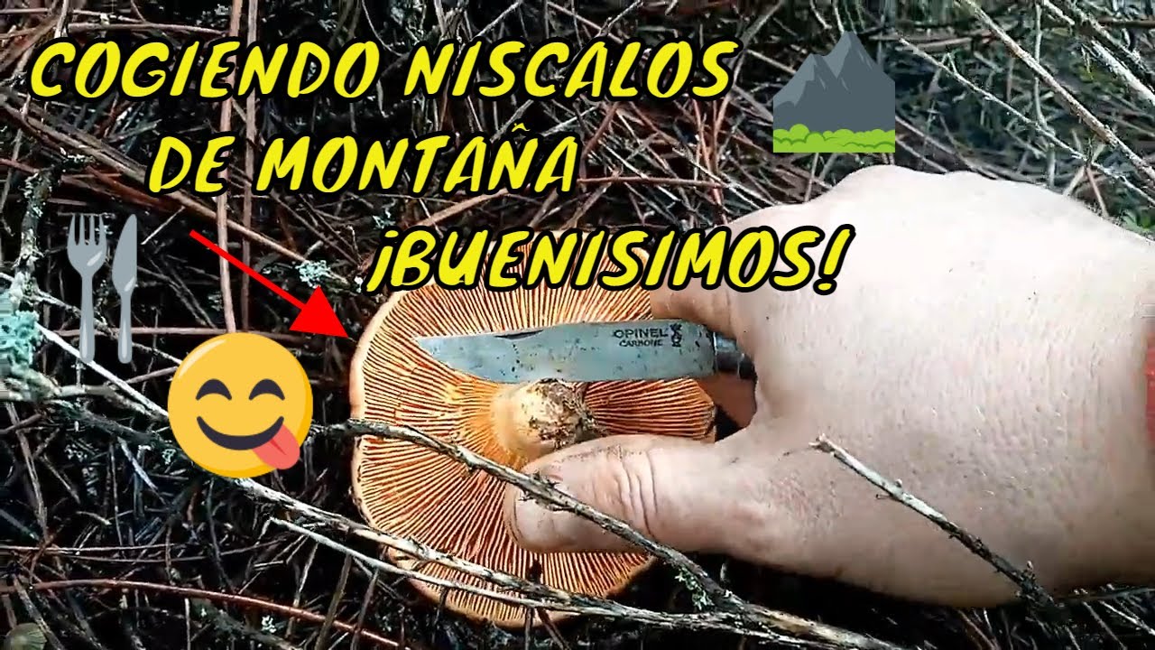 COGIENDO😉 NISCALOS🍴🍴🍴de MONTA&Ntilde;A&iexcl;,BUENISIMOS!😋  🗻[ 2020] Y COMO aprender a CONGELARLOS.❄❄❄ en CASA🏡