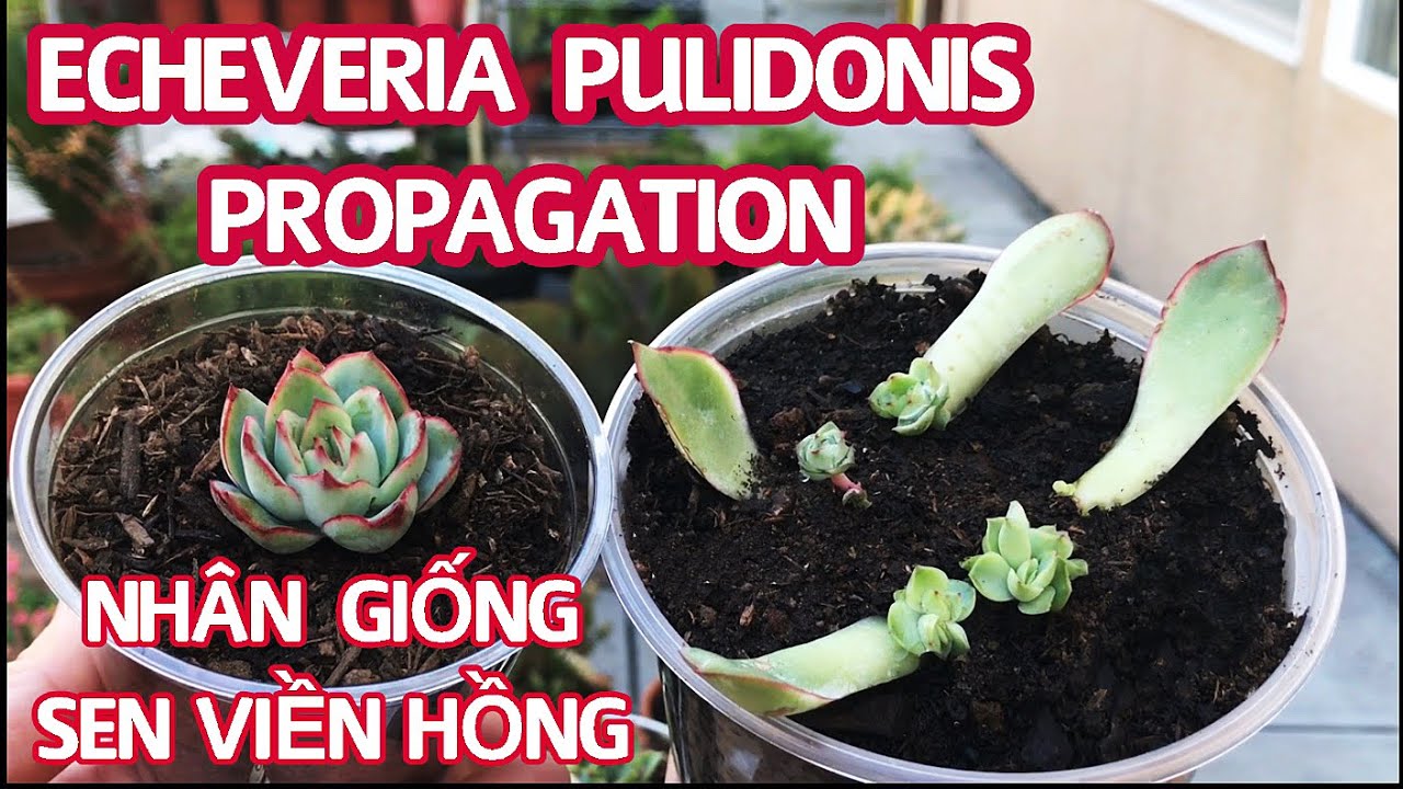 #187 PROPAGATION ECHEVERIA PULIDONIS SUCCULENTS by LEAVES | Nhân giống Sen Viền Hồng bằng CON và LÁ