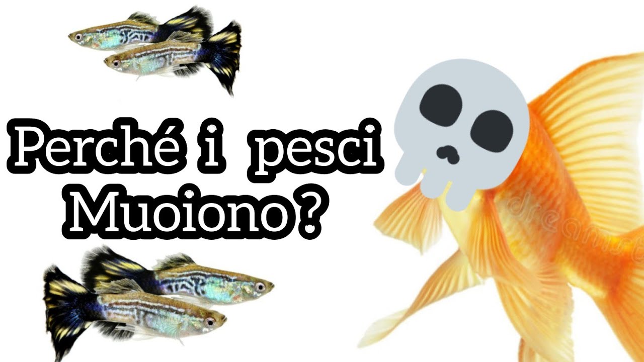 Perché i pesci muoiono ? Approfondiamo tutte le principali cause di morte nei pesci d'acquario...