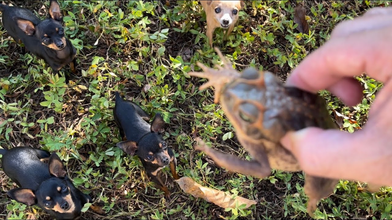 TIRINGA QUER MORDER O SAPO | PINSCHER FILHOTES