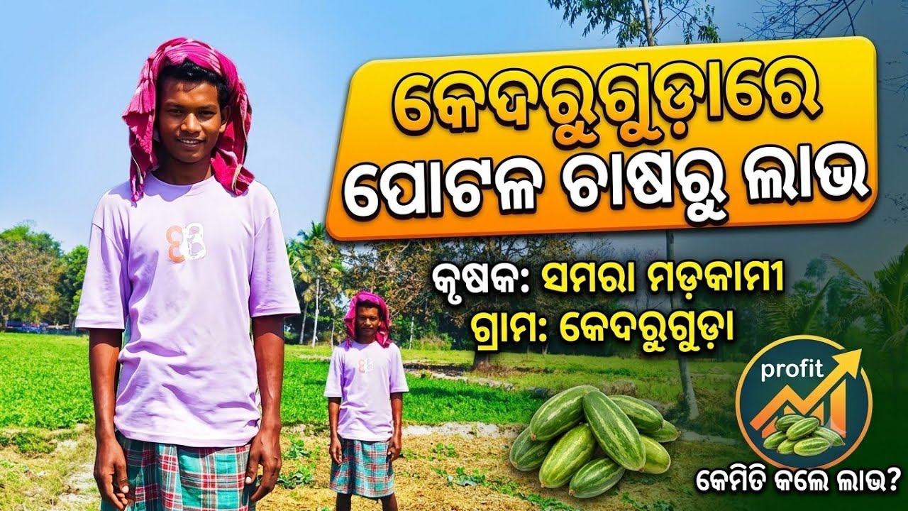 Pointed Gourd Farming (ପୋଟଳ)|| New Agribusiness video|| #farming #vegetables #agribusiness 