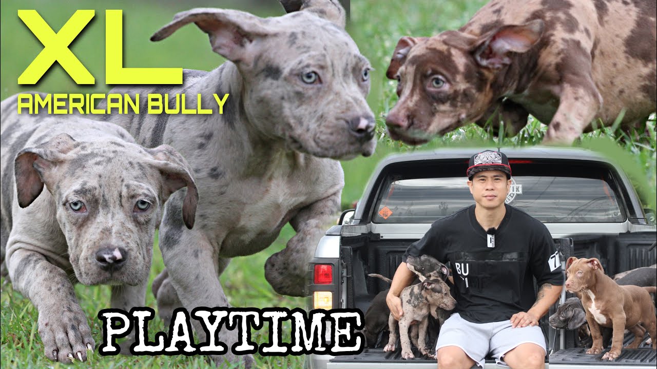 FIRST TIME NILABAS! 2.5months XL AMERICAN BULLY PUPPIES &bull; Sam Walastik