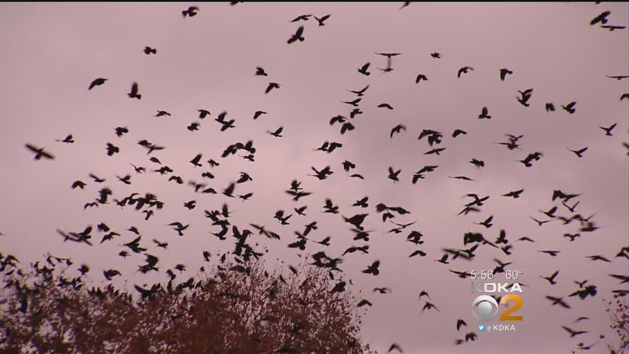 Crows Descend On Shadyside, Oakland Neighborhoods