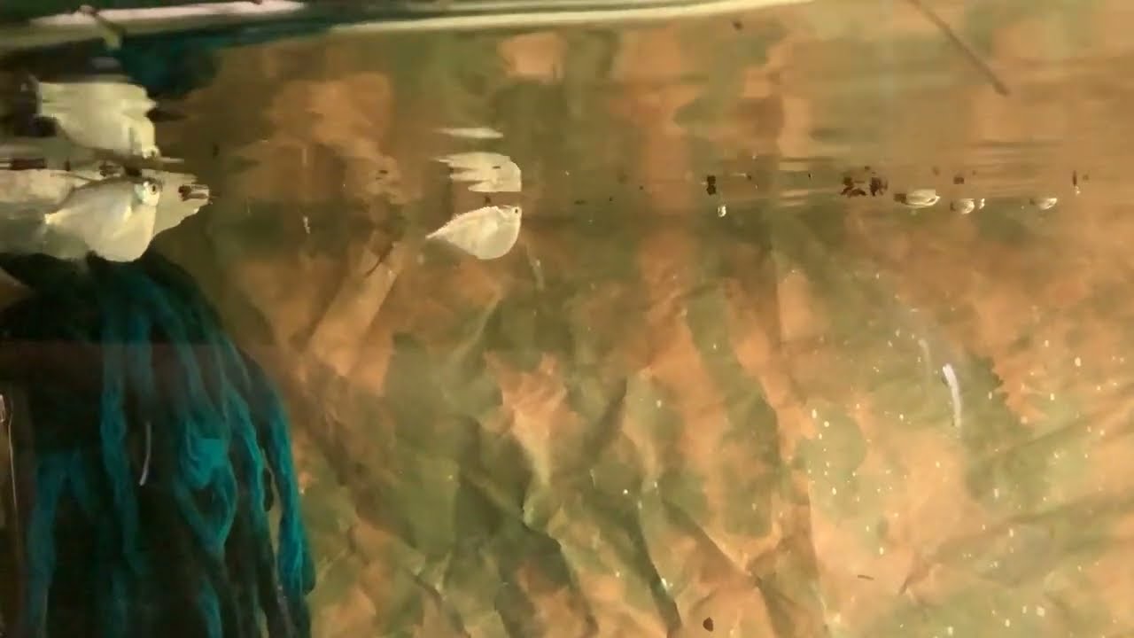 CARNEGELLA IN ACQUARIO Thoracocharax ) per provare riproduzione