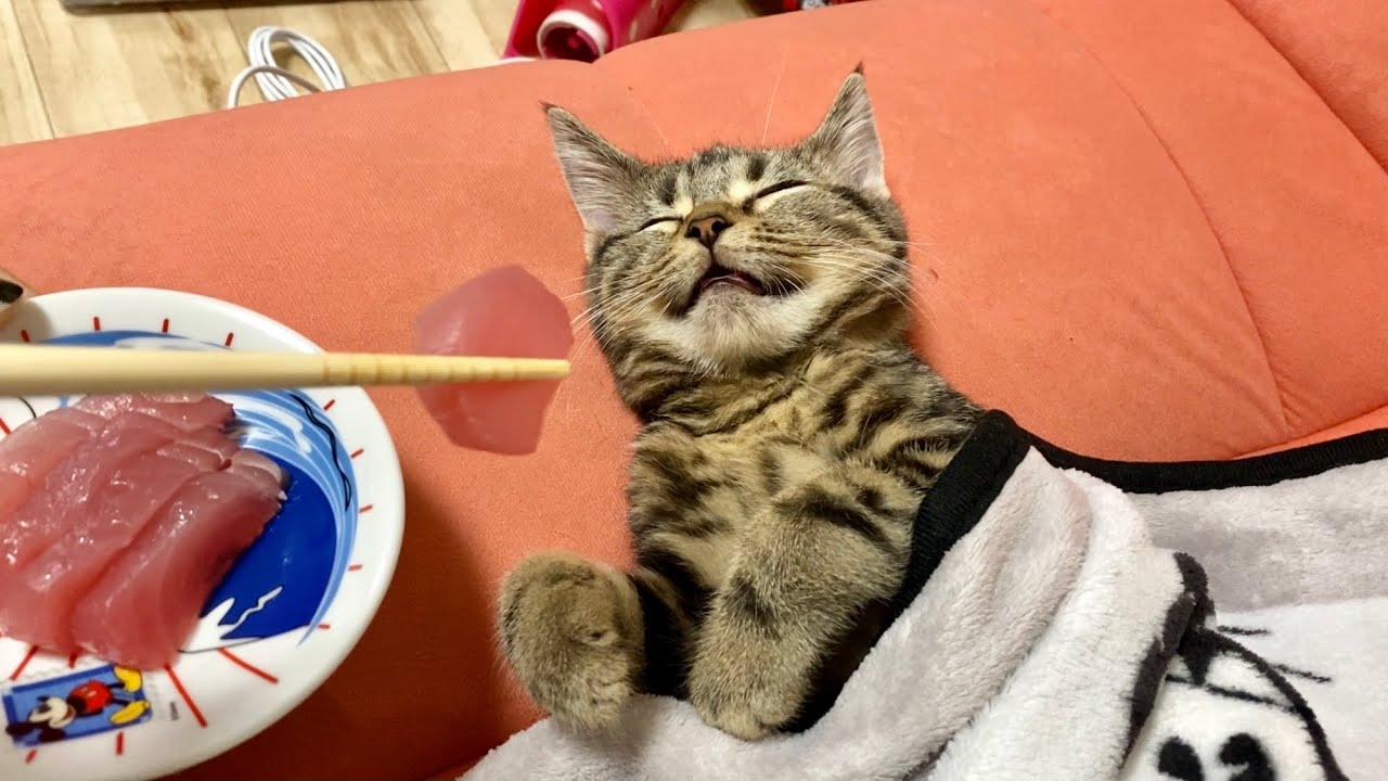 寝てる子猫にまぐろの刺身を近づけてみた結果ｗ