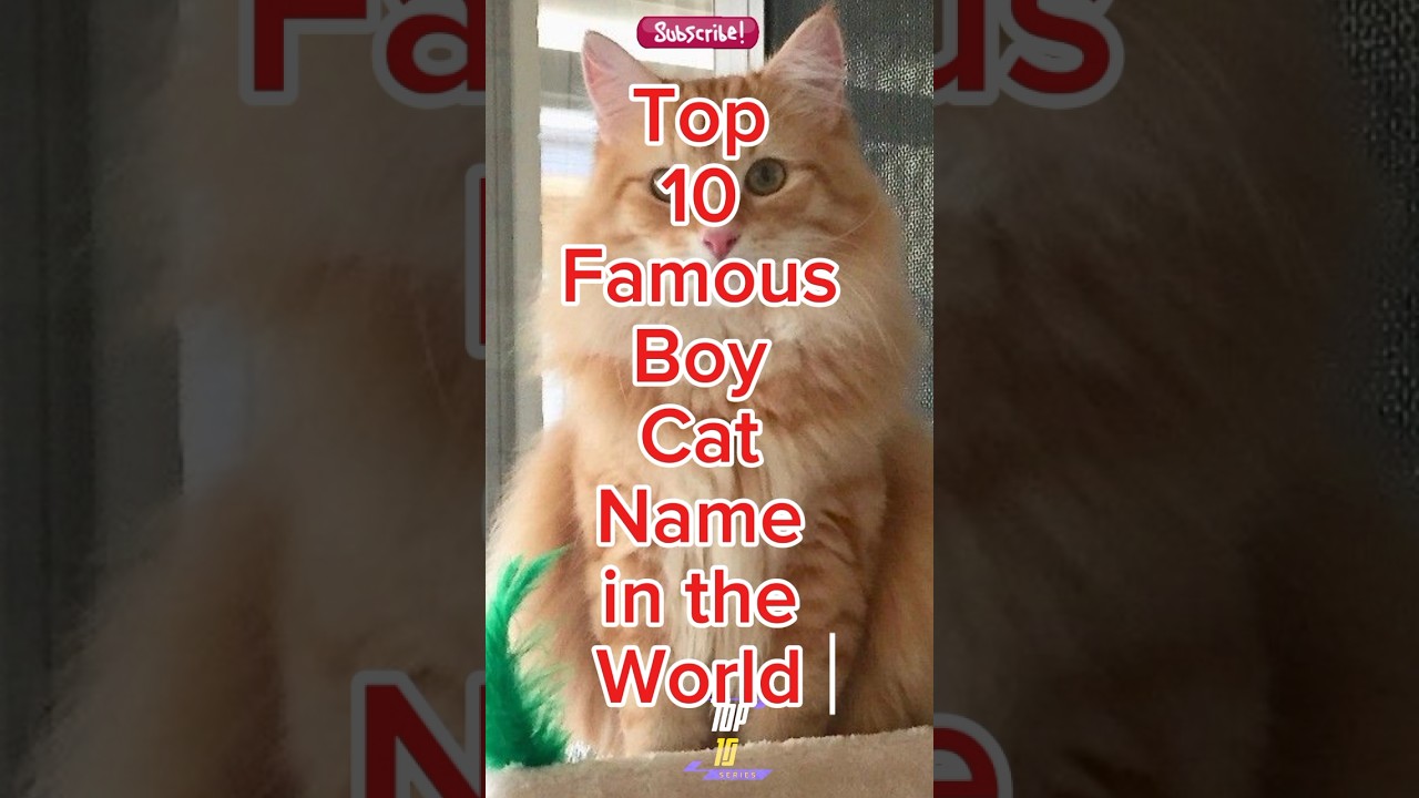 Top 10 Famous Boy Cat Names in the World 