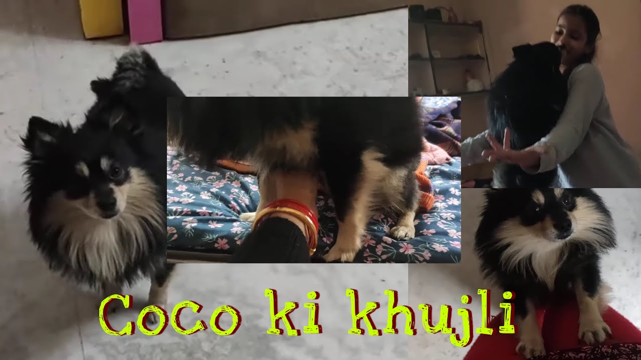 Coco ko khujli karvane mein bada maja aata hai || Me mohini || coco dog