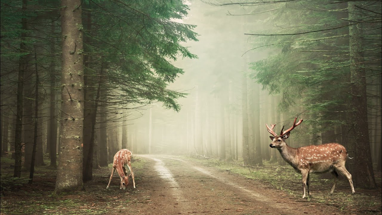 OS CERVOS, VEADOS E COR&Ccedil;AS (Cervidae)🦌