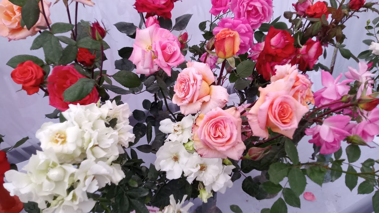 Best Variety Rose Flower Plant Part 4 🌹सुगन्धित गुलाब की अच्छी किस्मे होम गार्डनिंग के लिए 👍🏻