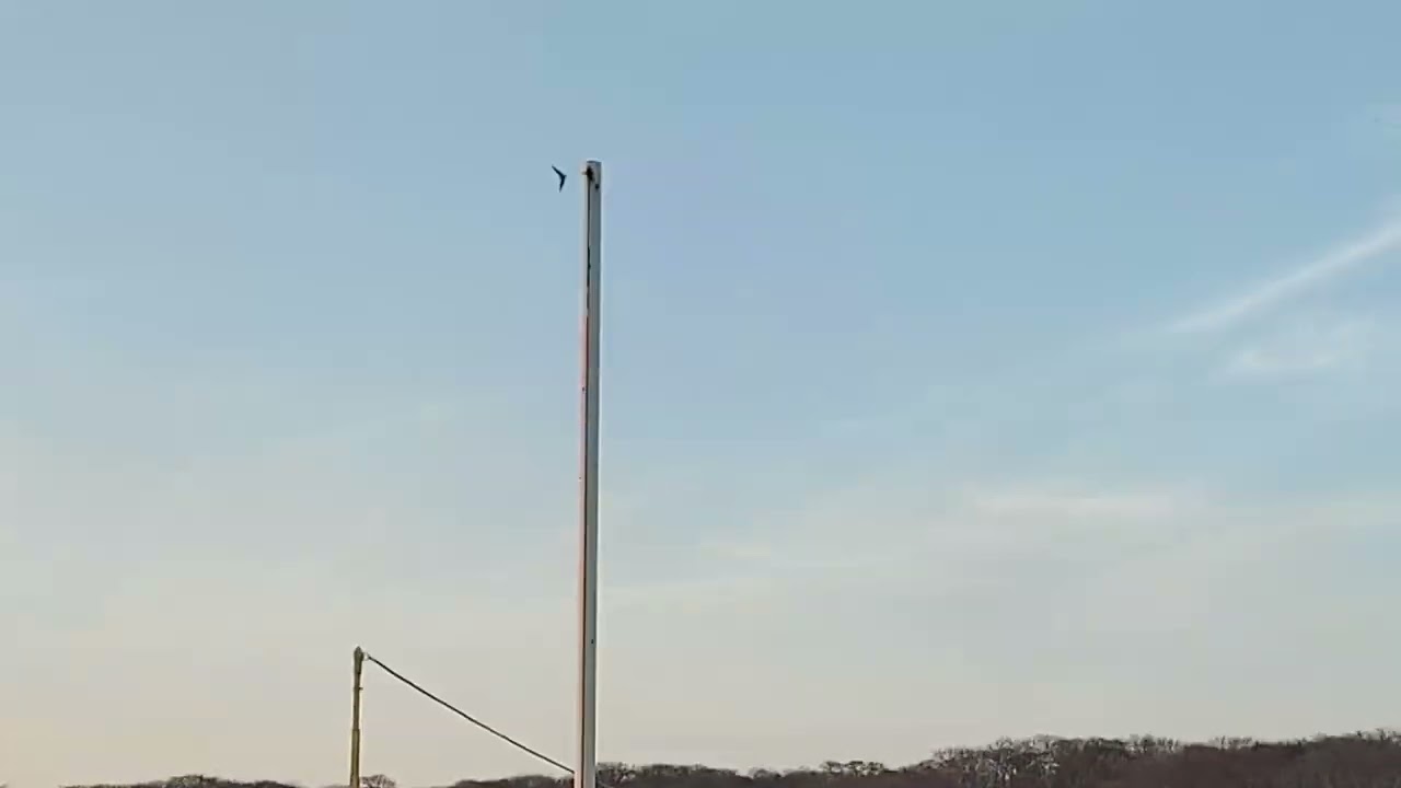 Tiro al pichón, entrenamiento (Moroleón)