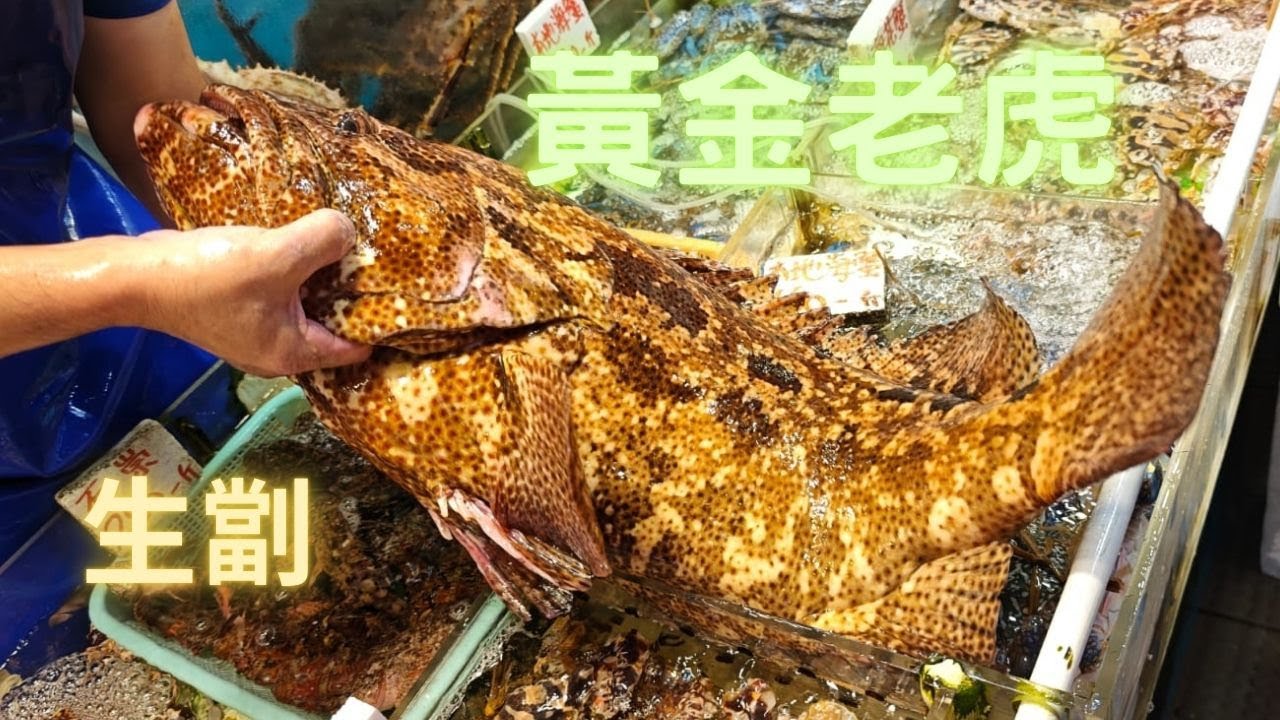 生劏黃金大老虎,超肥,粉肝🤤極好食✴️本地鬼爪/青衣螺❗fishcutting海鮮~社長遊街市Seafood