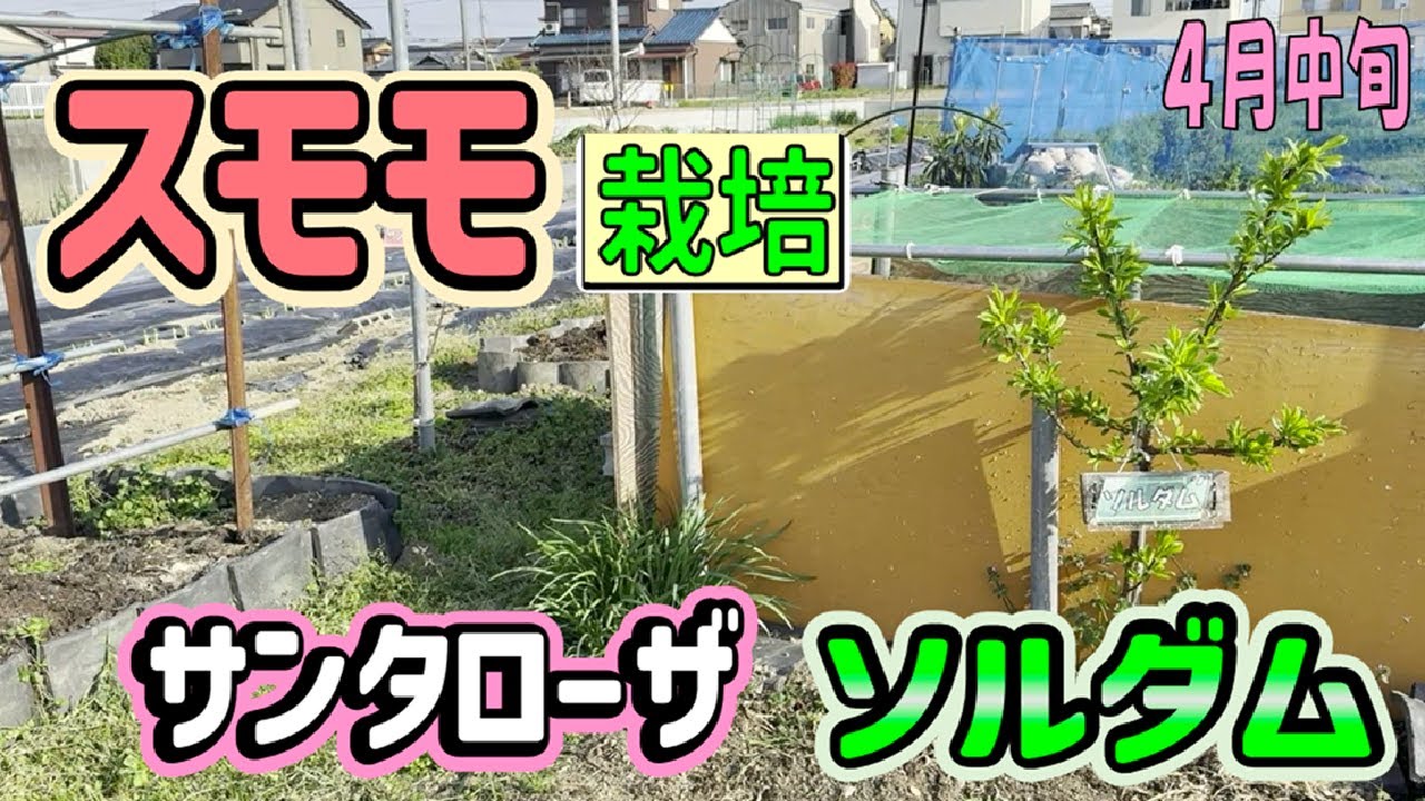 【スモモ栽培】20250419 ソルダムとサンタローザの様子【ソルダム】【サンタローザ】