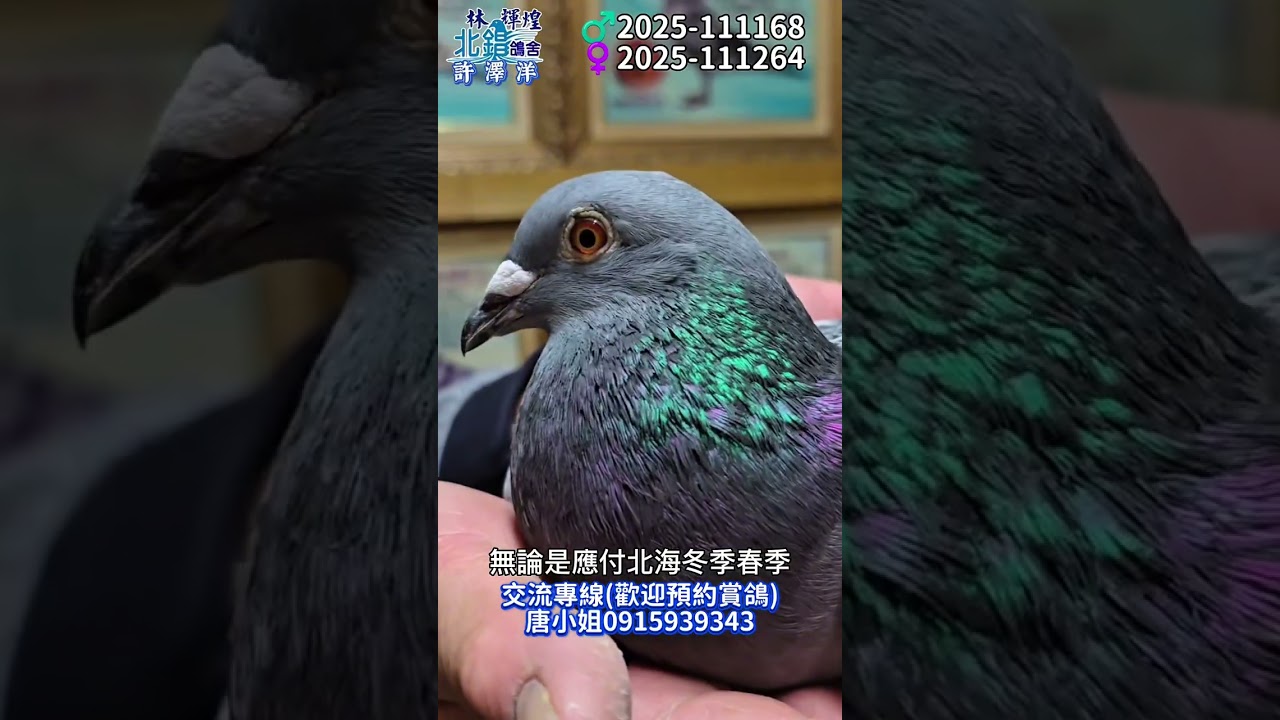 同好一追再追！鴿友引進作出桃園聯合會入賞鴿同款配對復刻，近年持續發揮的超優質血系，未來絕對可期～