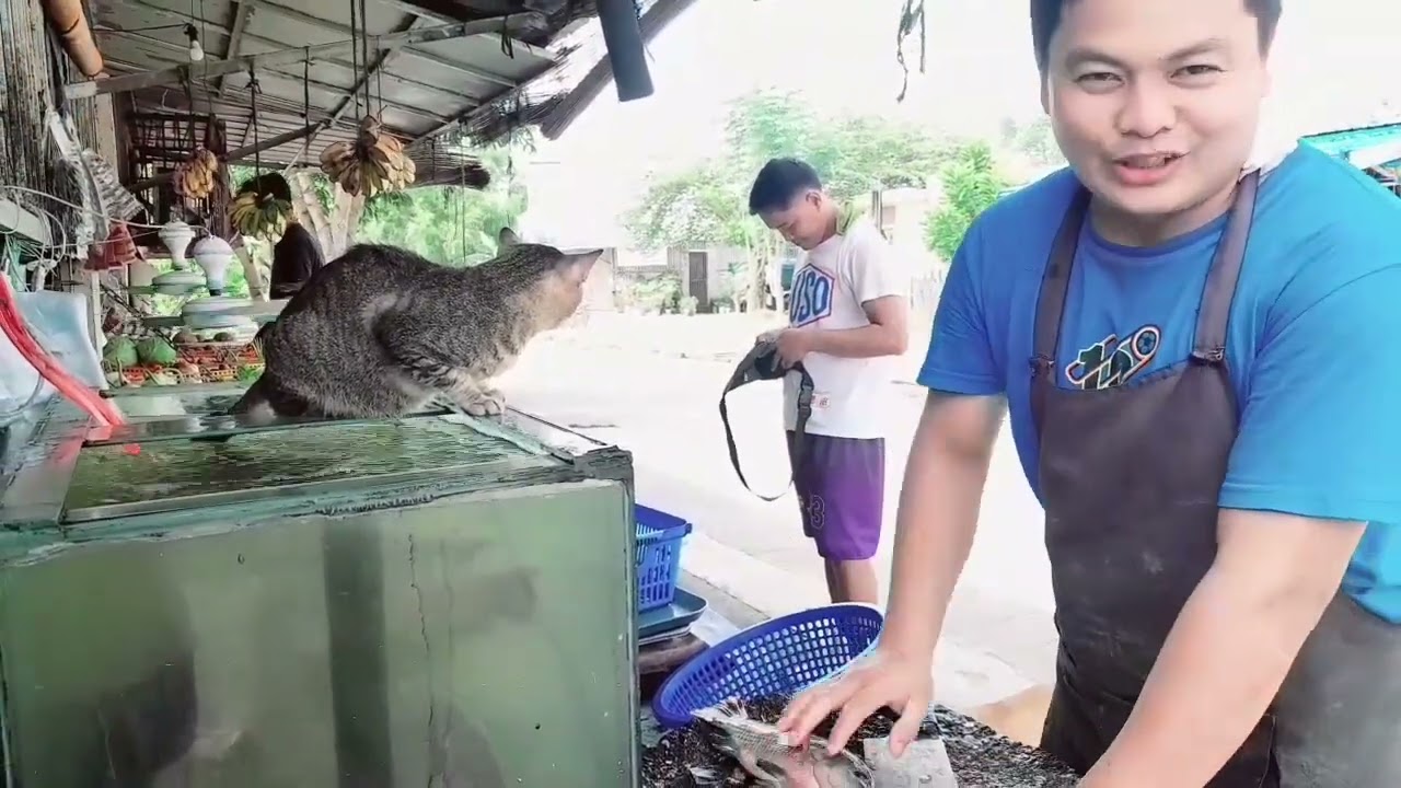 LIVE TILAPIA BUSINESS