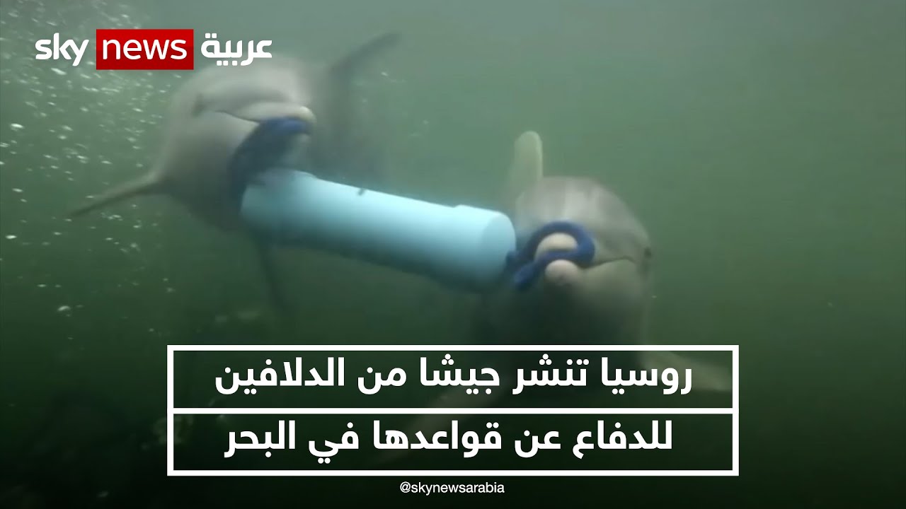 روسيا تنشر جيشا من الدلافين للدفاع عن قواعدها في البحر الأسود |#نيوز_بلس