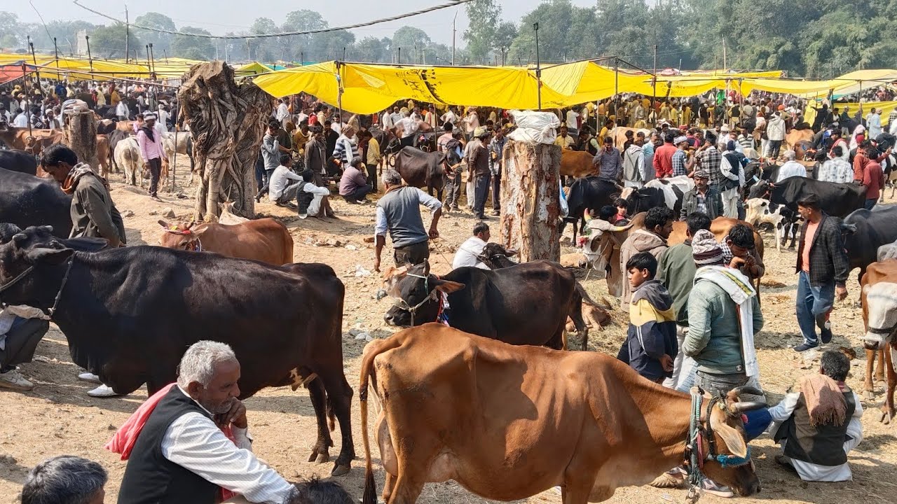 पचोर पशु मंडी की आवक  गाय  की