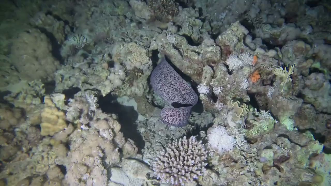 Beacon Rock Reef Night Dive, Red Sea