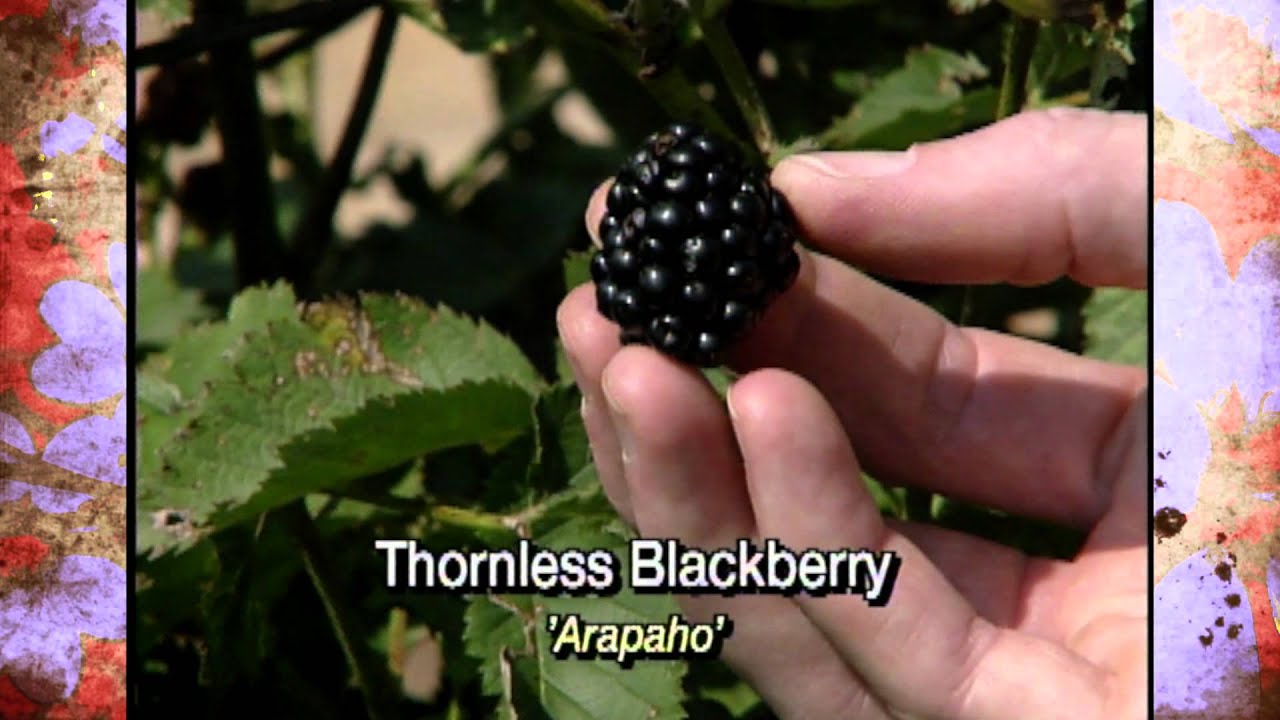 Early Ripening Thornless Blackberries