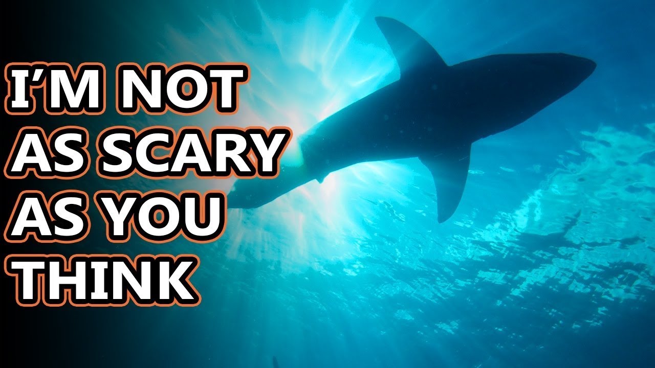 Great White Shark facts: do you even know why they're called that? | Animal Fact Files