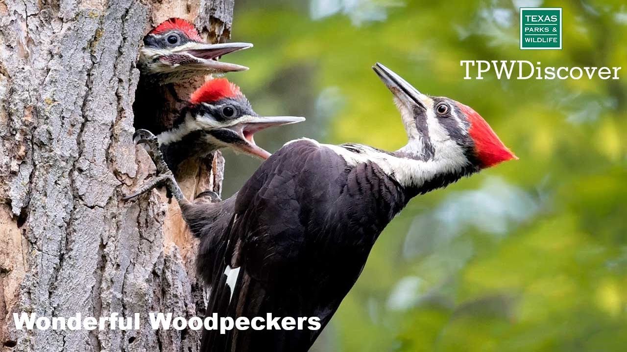 TPWDiscover | Wonderful Woodpeckers