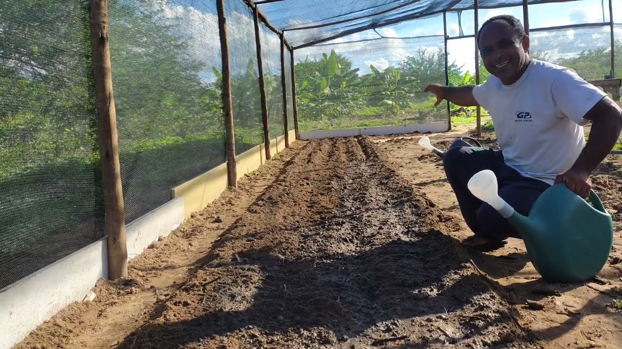Como plantar coentro orgânico em estufa.