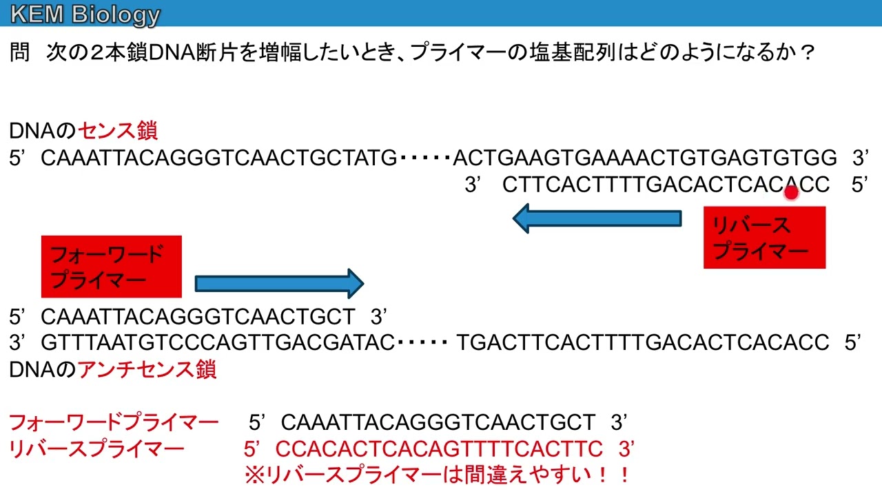 高校生物「プライマーの設計」