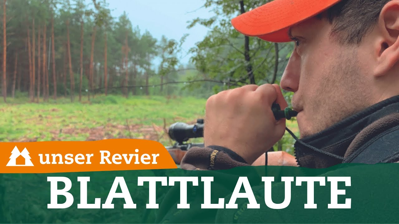 Welche Blattlaute setze ich wann ein? | Tipps zur Blattjagd | unser Revier | #70