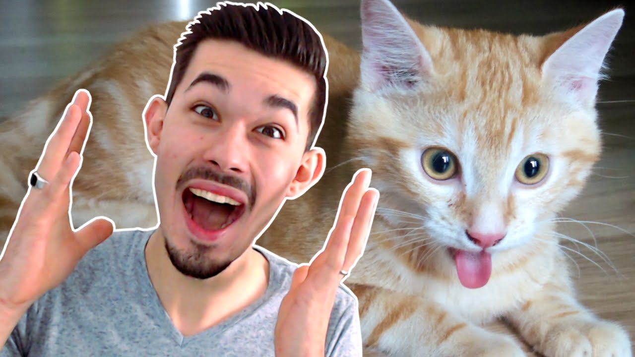 ESSAYEZ DE NE PAS RIRE 2 !