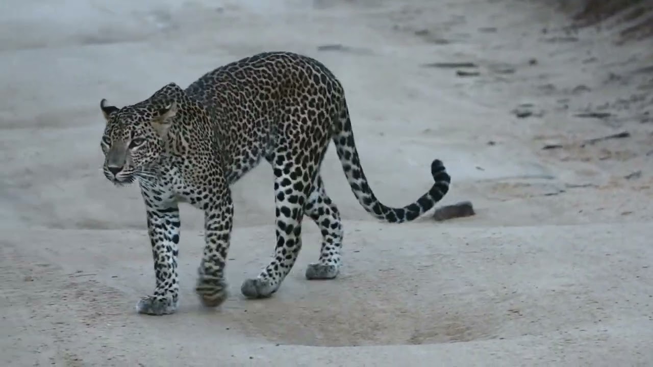 Yala National Park