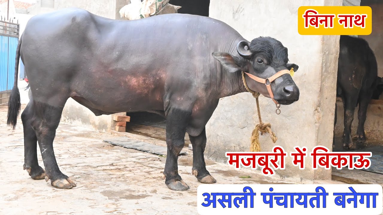 मजबूरी में बिकाऊ - असली पंचायती बनेगा ये झोटा । बिना नाथ - शांत स्वभाव  📞 85290-64562