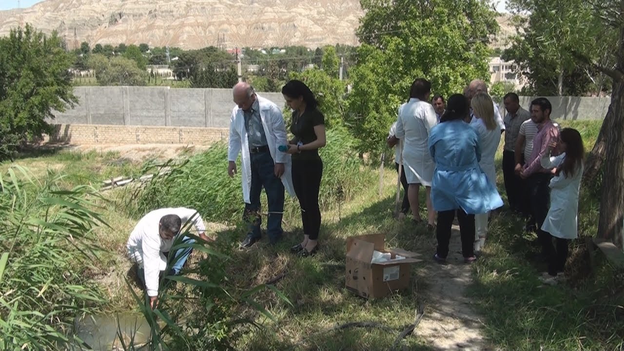 Azərbaycanlı alimlər yeni növ zəli yetişdirib