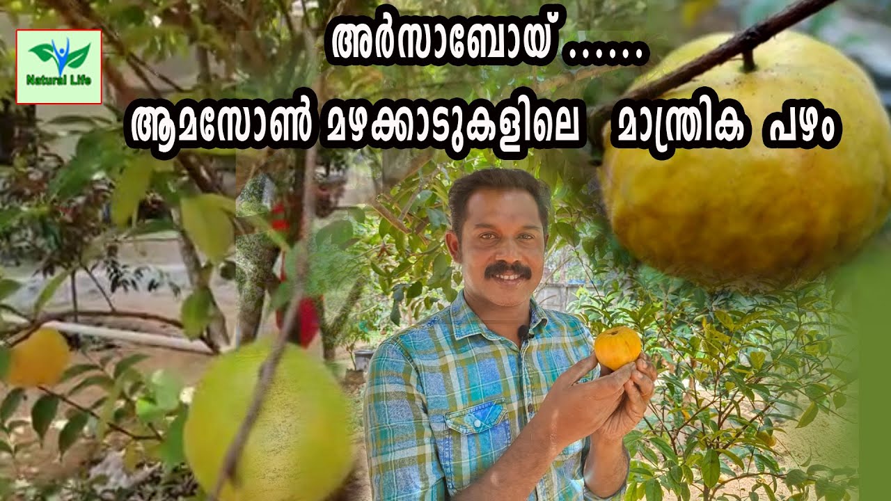 ARSABOY FRUIT | ആമസോൺ മഴക്കാടുകളിലെമാന്ത്രികപഴം അറസാബോയ് കാഴ്ച്നിൽകുന്ന മരംകണ്ട്നോക്ക്|#arsaboyfruit
