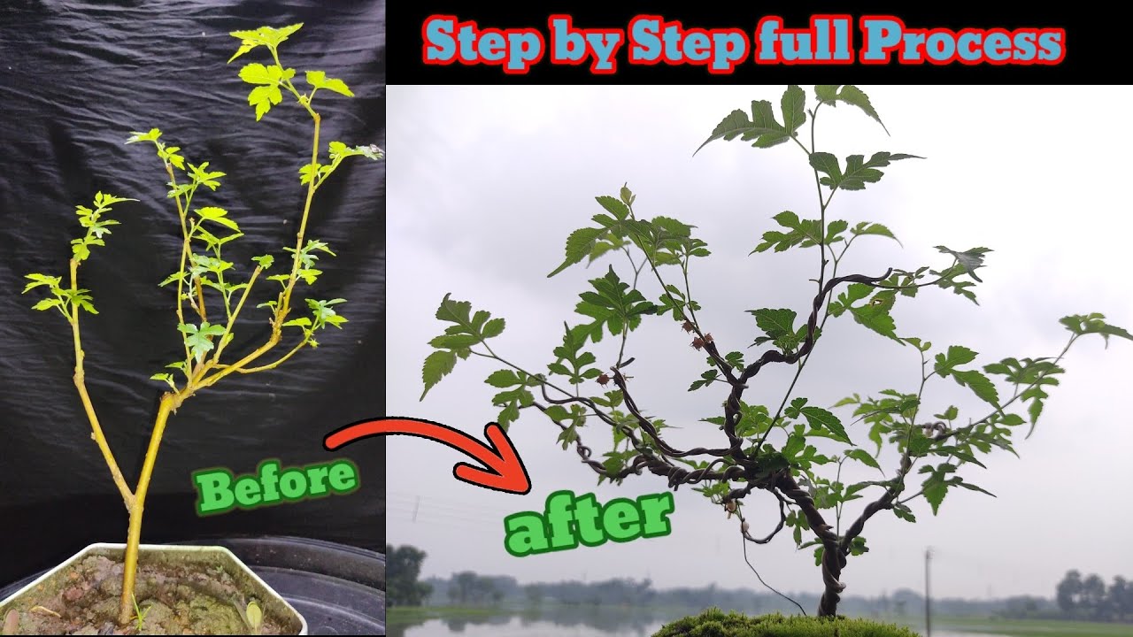 Mulberry Bonsai Making Details Process. #mulberry #bonsai #plants @BonsaiandGardeningZone 